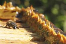 прополис сн.rus-honey.ru