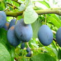 Полезните и вкусни сини сливи сн. en.wikipedia.org Полезните и вкусни сини сливи