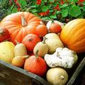 Тикви сн. rustica.fr Тикви