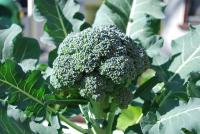 Броколи - една от най-полезните храни сн. grow-it-organically.com Броколи - една от най-полезните храни