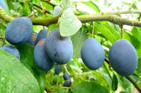 Полезните и вкусни сини сливи сн. en.wikipedia.org Полезните и вкусни сини сливи